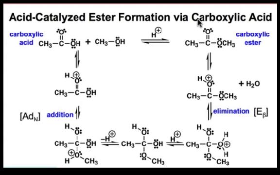 Mechanisms of Ester Formation  pH   Acyl Substitution - YouTube2