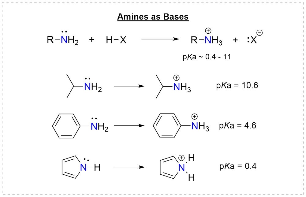 Amines as bases: protonation of an alkylamine, aniline, and pyrrole with the pKa of each conjugate acid