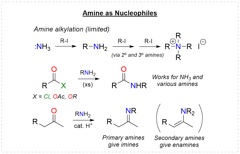 Amines as nucleophiles: exhaustive alkylation, acylation to an amide, and condensation with a ketone to an imine or enamine