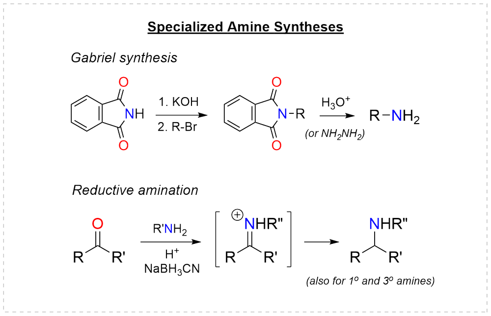 Specialized amine syntheses: the Gabriel synthesis from phthalimide and reductive amination of a ketone