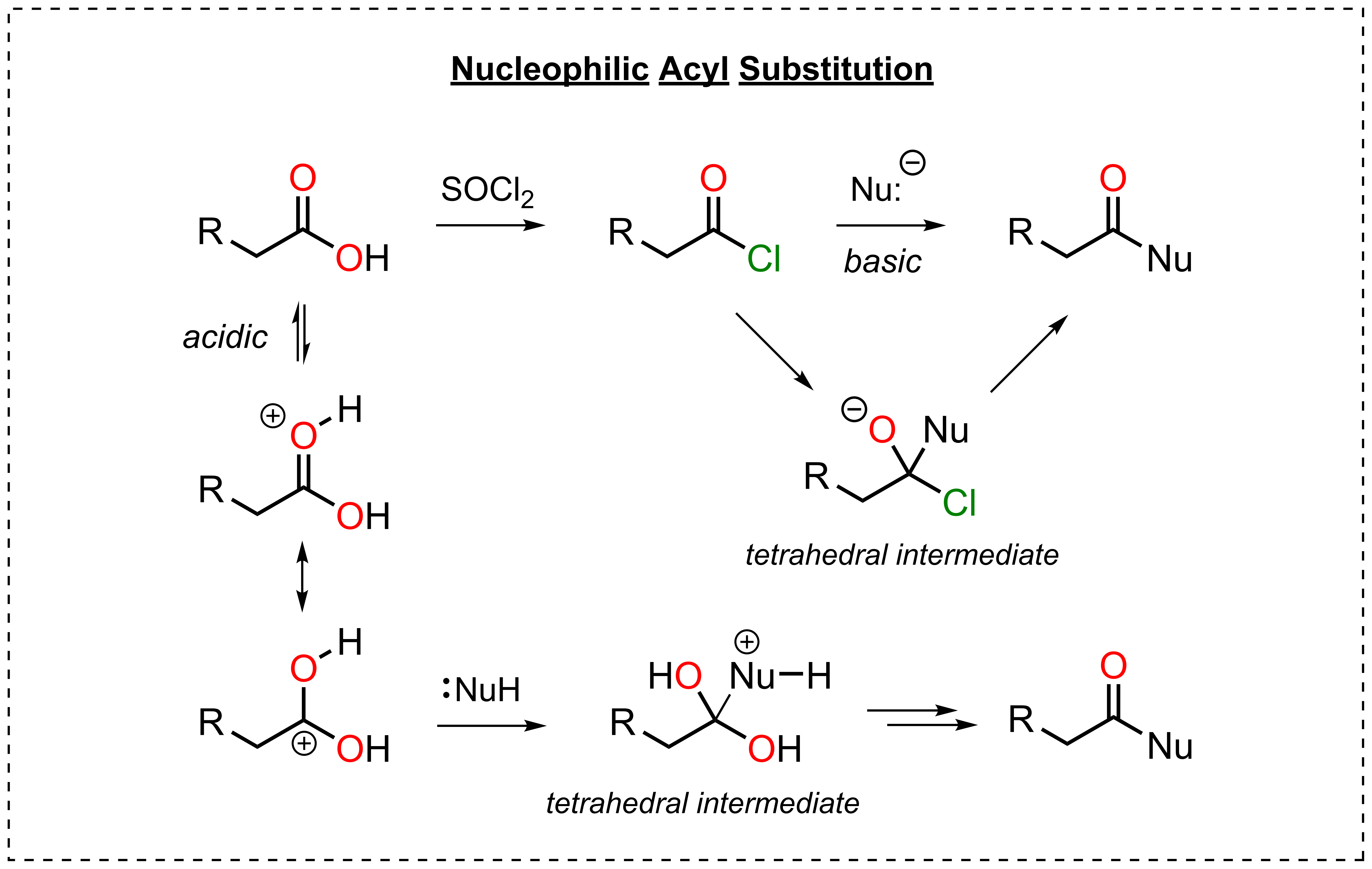Nucleophilic acyl substitution under basic conditions via an anionic tetrahedral intermediate, and under acidic conditions via a protonated carbonyl and a neutral tetrahedral intermediate