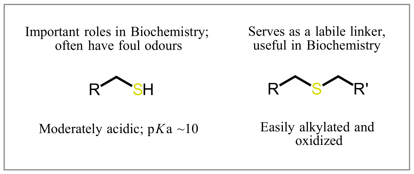 General structures R–CH2–SH and R–CH2–S–R', annotated: thiols are moderately acidic (pKa ~10) with foul odours and biochemical roles; sulfides act as labile linkers, easily alkylated and oxidized